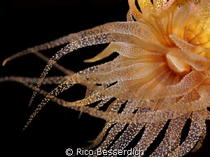 Night Princess ( Polycyathus ). Night dive shot. Original... by Rico Besserdich 